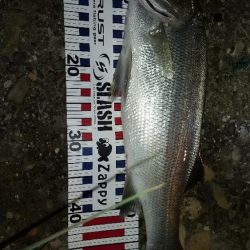 日高川チャレンジ