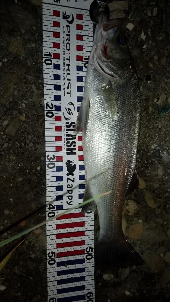 日高川チャレンジ