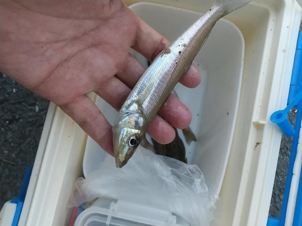 キス釣り 新規開拓も難しい