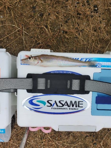 敦賀半島へキス釣り