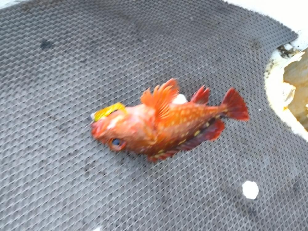 松村渡船さんでロックショート便