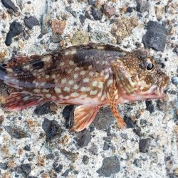 アジ探し@日本海