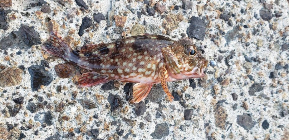 アジ探し@日本海