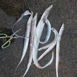 エギングと刀狩り❗