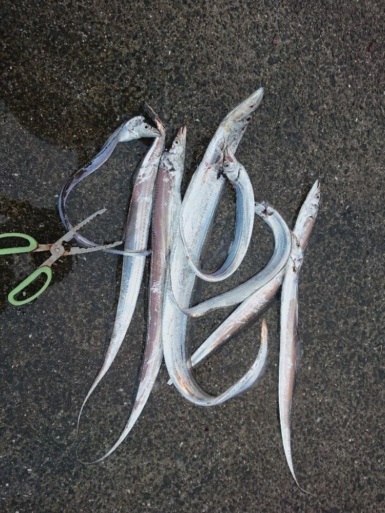 エギングと刀狩り❗
