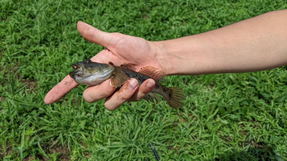 旧中川ハゼ 台風後