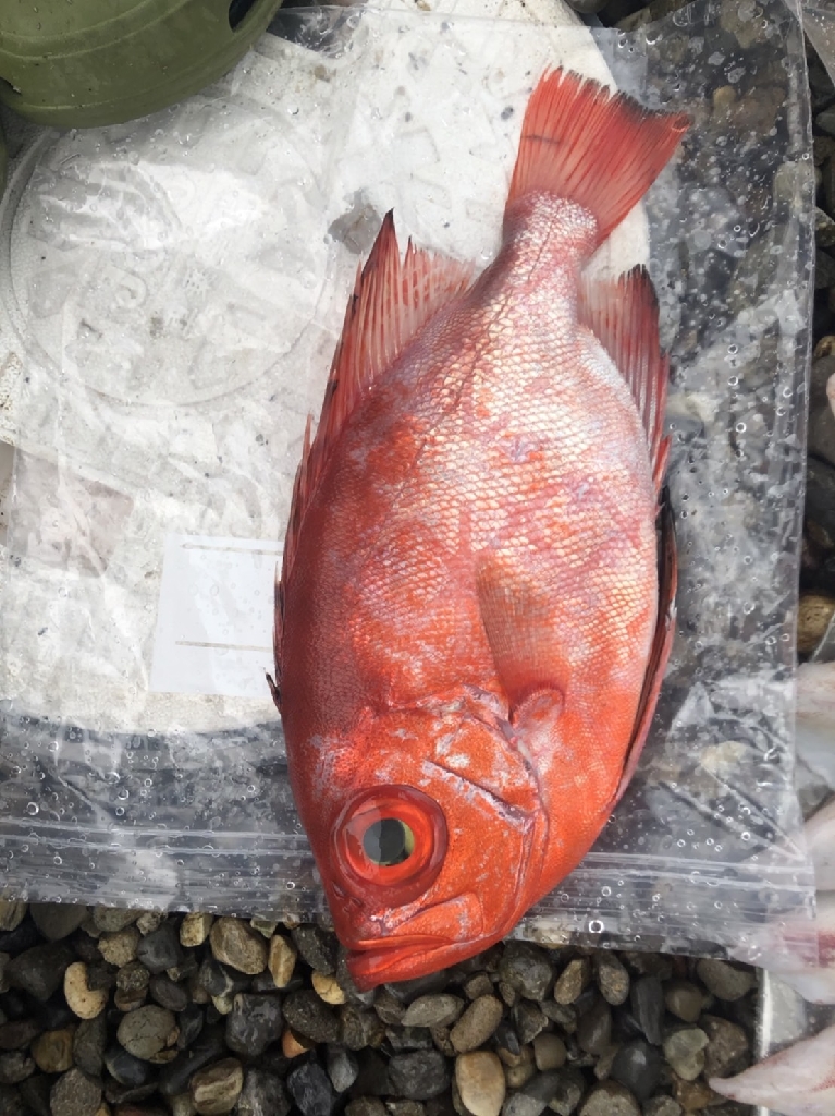 初！船にてジギングとイカメタル