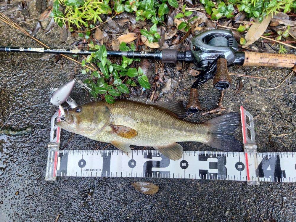 ちょうど良い雨