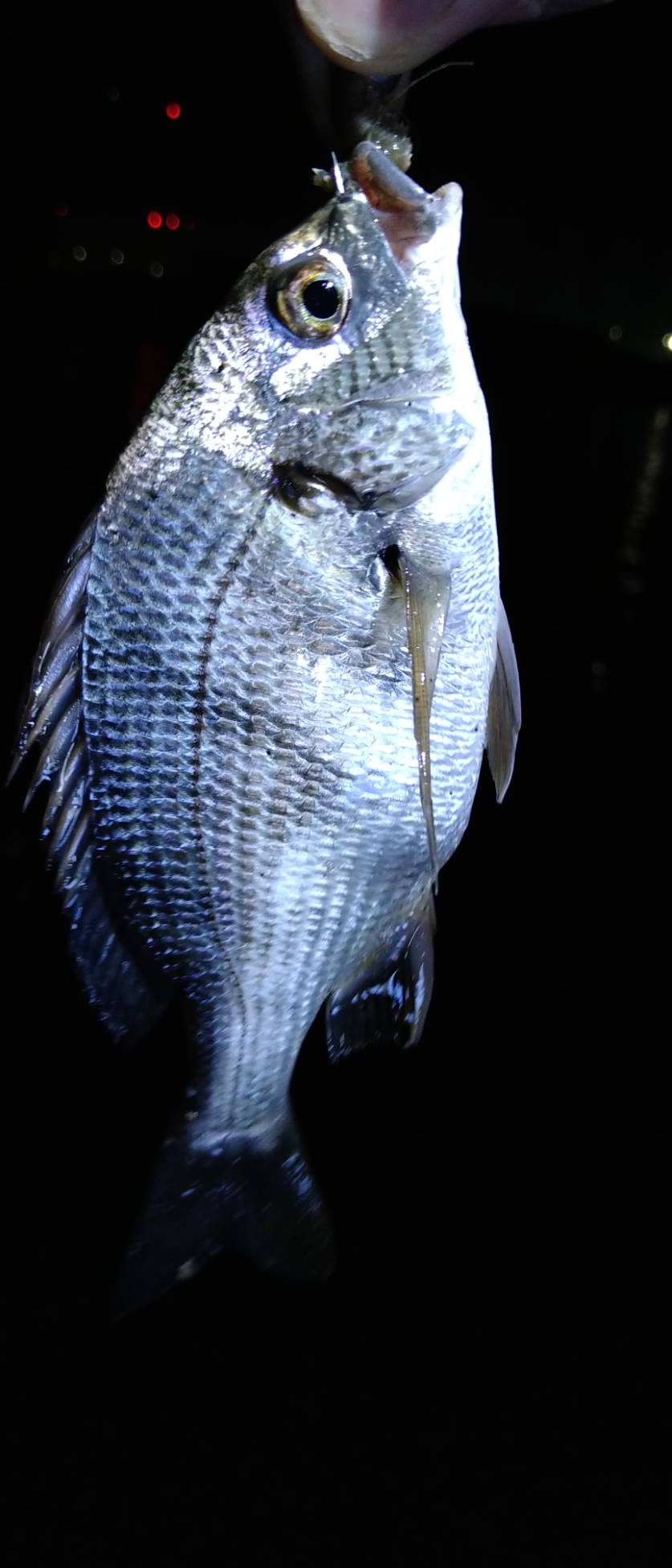 雨の日の釣果は渋い