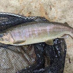 足柄キャスティングエリア