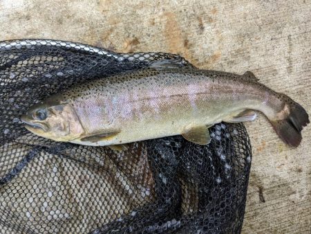 足柄キャスティングエリア