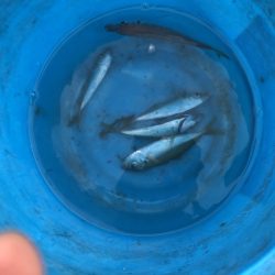 のんびりサビキ