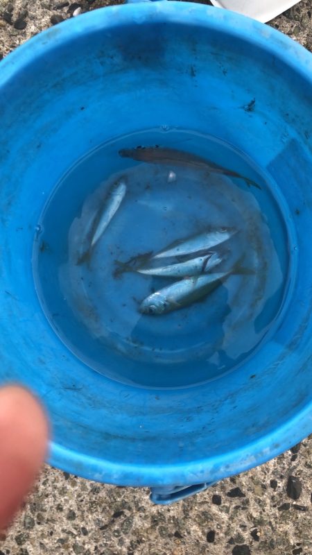 のんびりサビキ