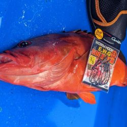 初めてのイシガキダイ✨