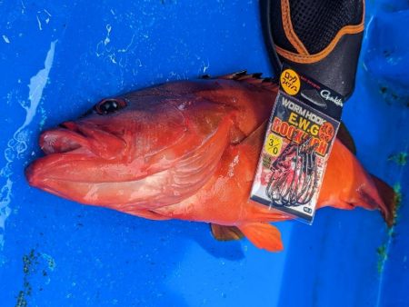 初めてのイシガキダイ✨