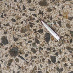 大阪 初釣行in南港海釣り公園