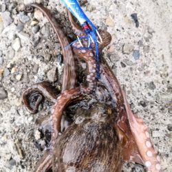 オクトパッシング