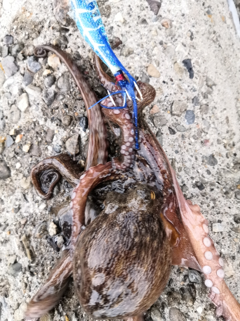 オクトパッシング