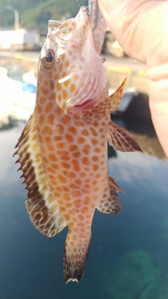 バーベキューついでに朝マズメ釣行