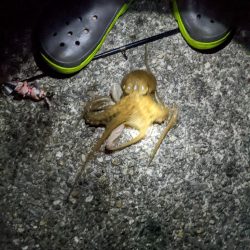 今季9杯目🐙！！