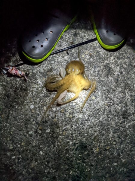 今季9杯目🐙！！