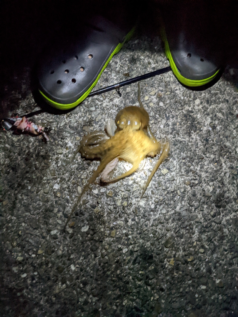 今季9杯目🐙！！