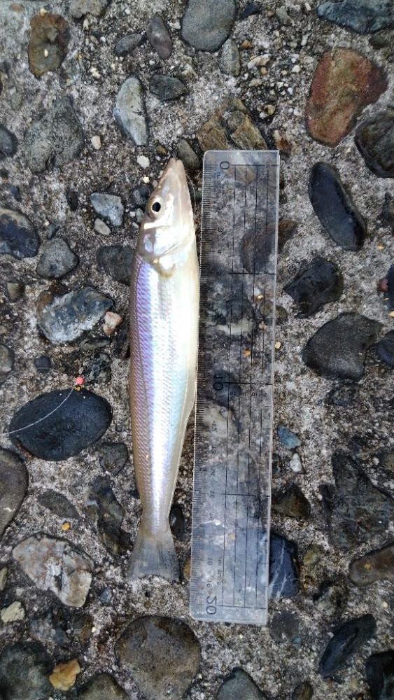 チョイ投げキス釣りぼちぼち釣れました