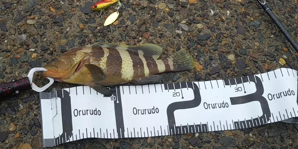 雨の中の価値ある１匹　