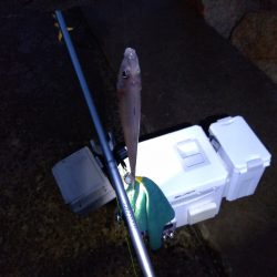 苅屋海岸のキス釣り