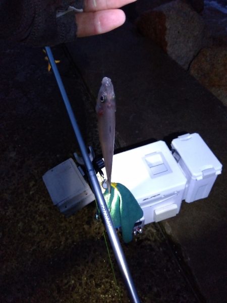 苅屋海岸のキス釣り