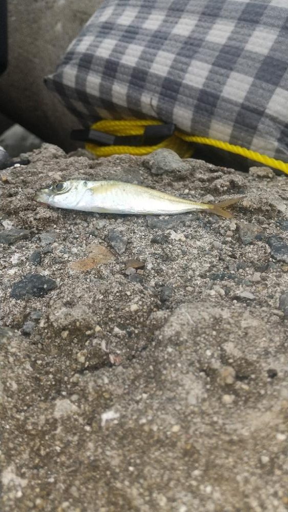 久しぶり…の青物