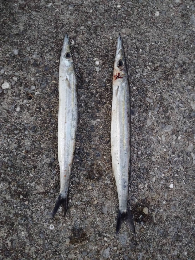 カマスゲット!!