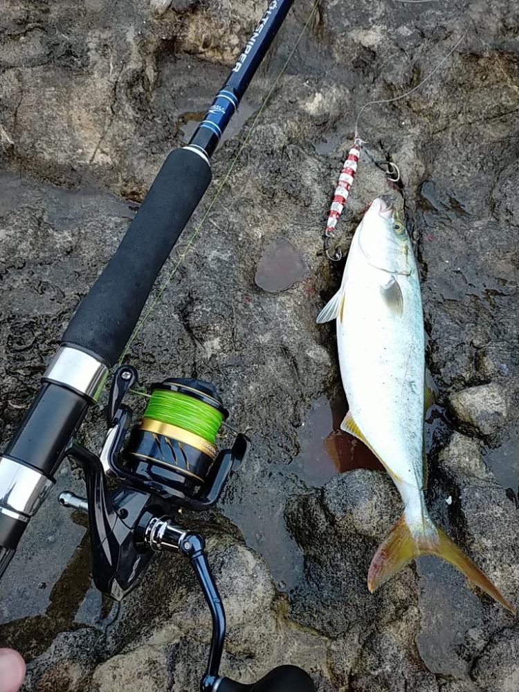 朝マヅメ青物回遊あり