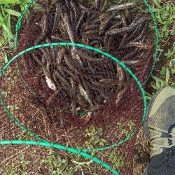 旧中川ハゼ 変化