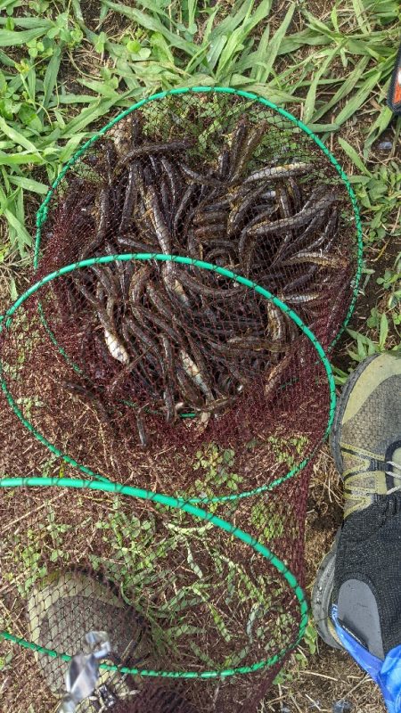 旧中川ハゼ 変化