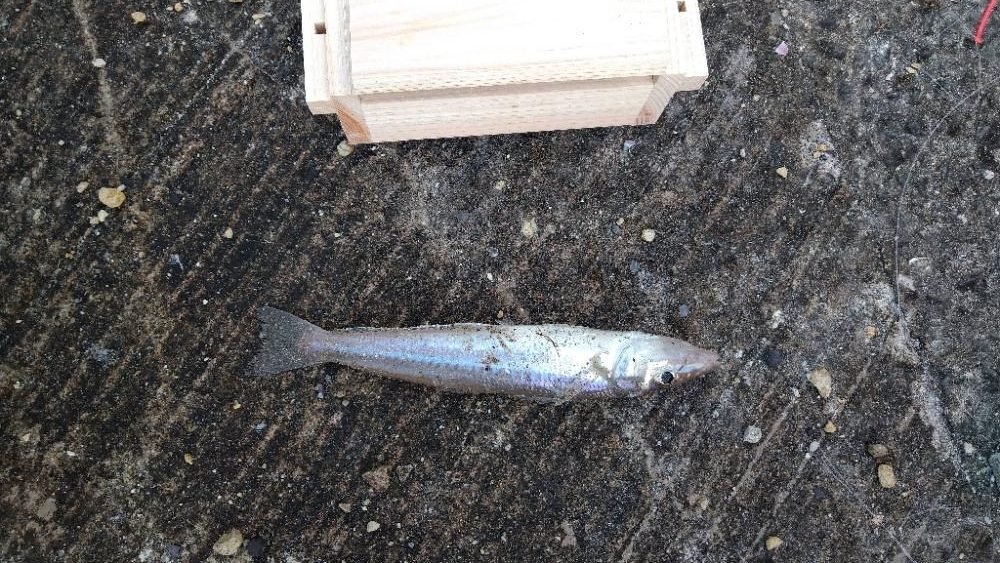 帰省先でちょい投げ〜鹿児島吹上浜編〜