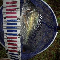 淀川うなぎ釣り