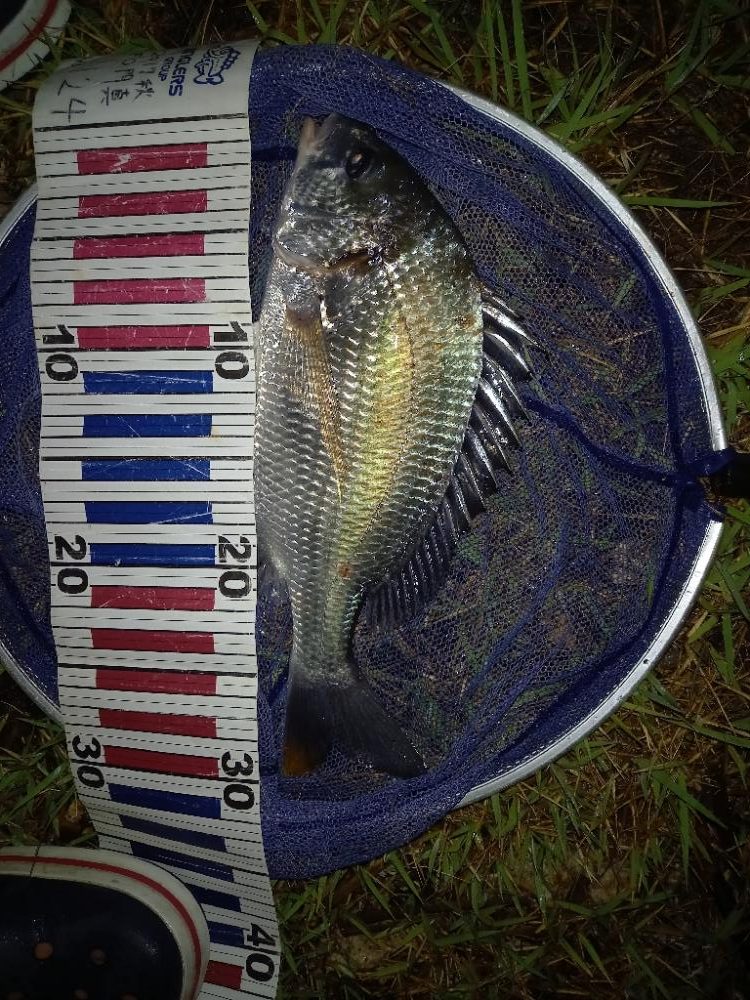 淀川うなぎ釣り