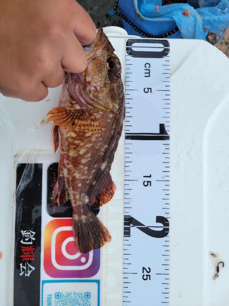 雨の中、のませでガシラ