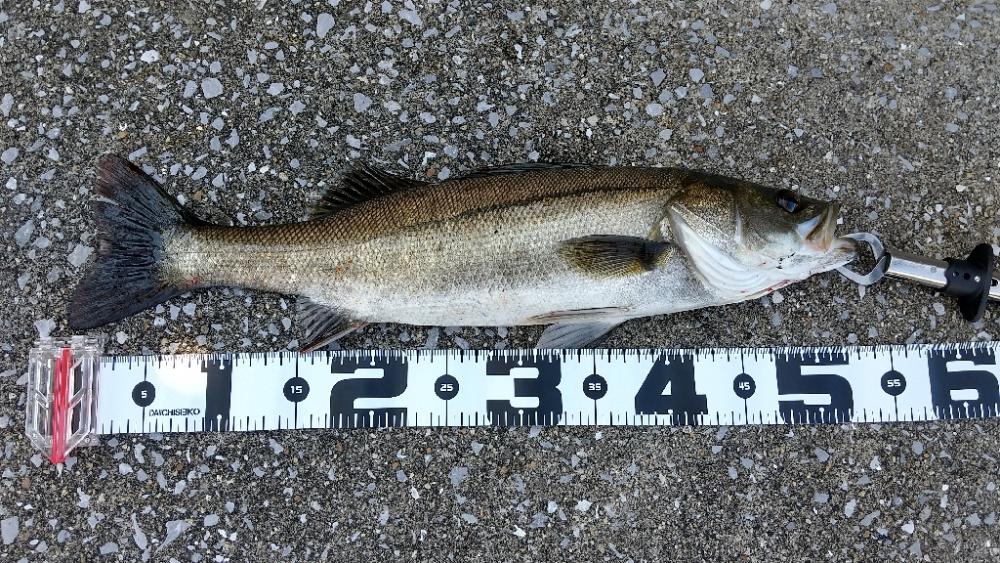 いぶし銀の凄いヤツ‼️