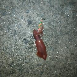 オカッパリでケンサキイカ☆