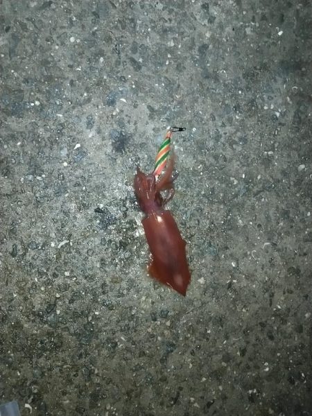 オカッパリでケンサキイカ☆