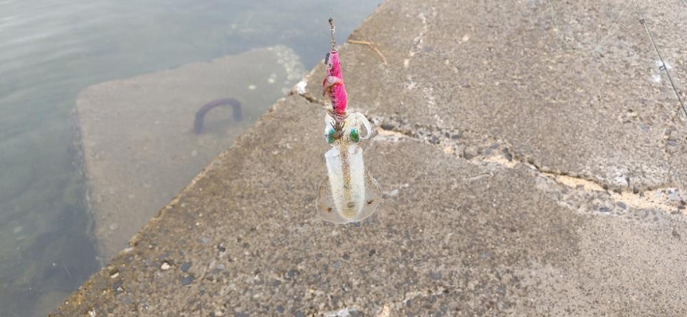 アオリイカ新子