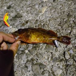 周防大島、片添港にて