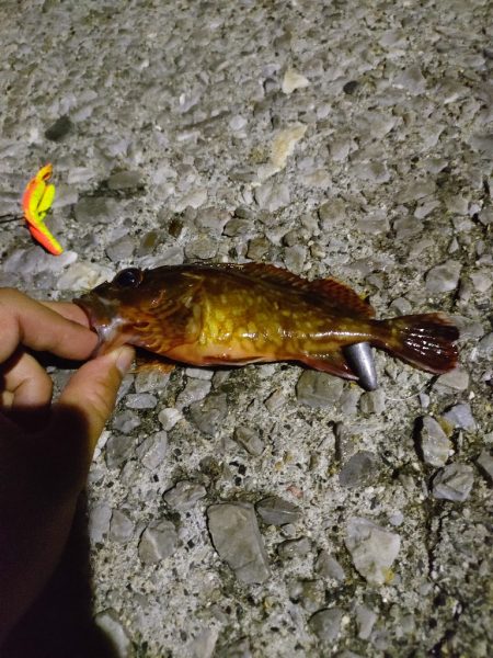 周防大島、片添港にて