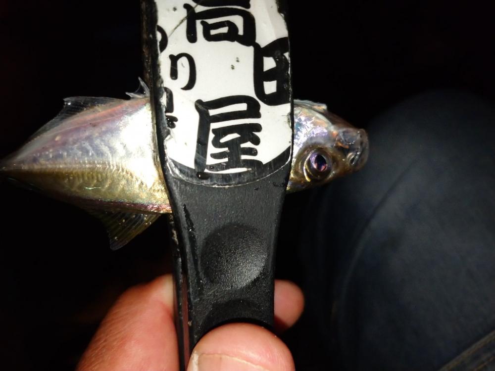 豆アジリベンジ👍