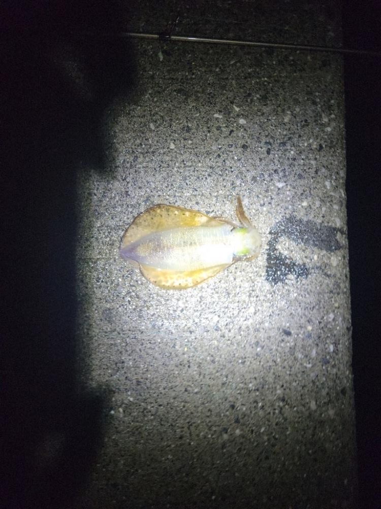 エギングからのSLJ