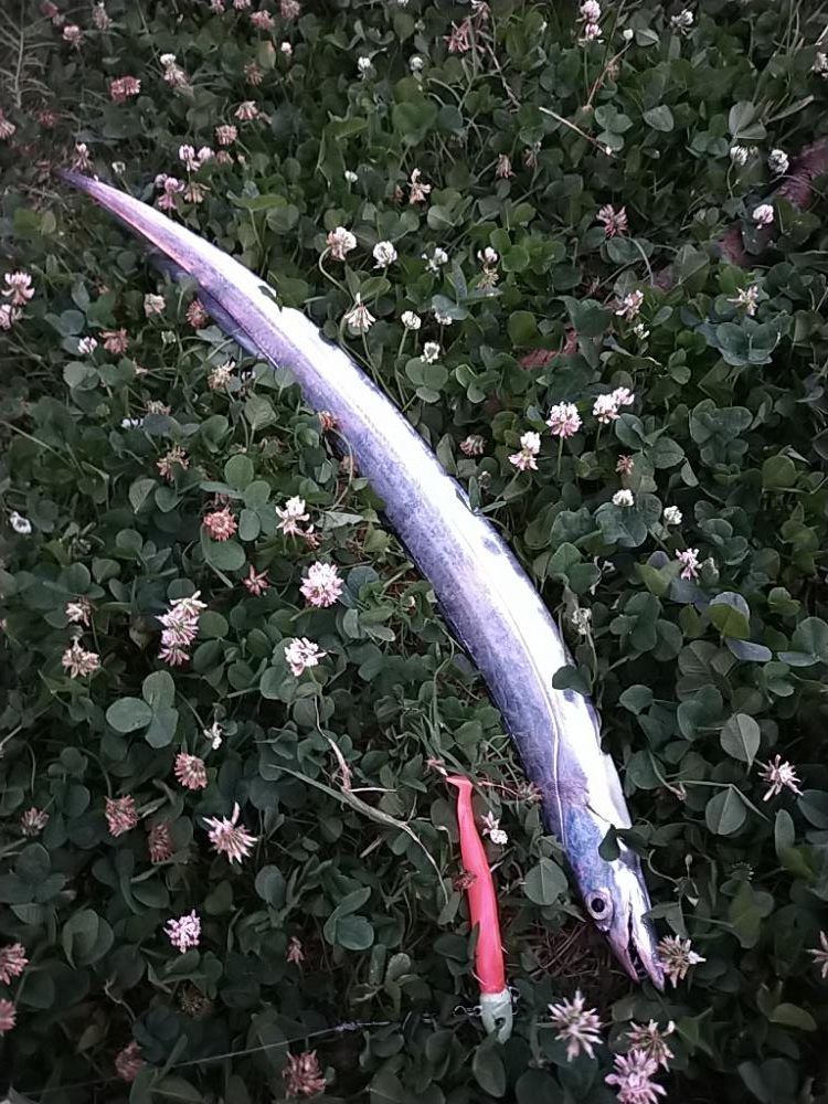 新小の太刀の季節