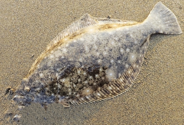 久しぶりのサーフ