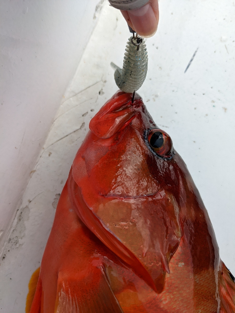 初魚種GETです✨